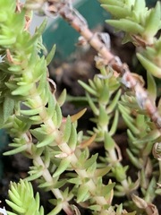 Crassula lanceolata lanceolata