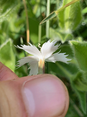 Dianthus zeyheri