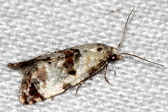 Neocochylis hybridella