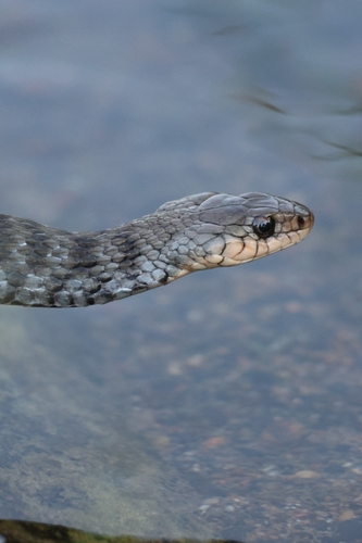 Common keelback sighting