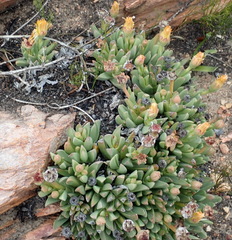 Machairophyllum albidum