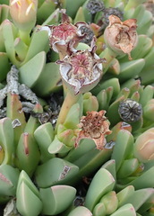 Machairophyllum albidum