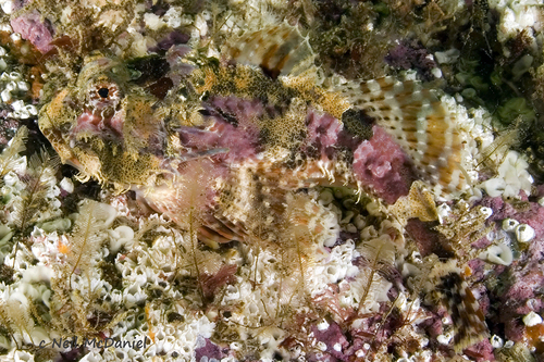 Leister sculpin (Enophrys lucasi) — Cottidae