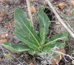 Lichtensteinia trifida
