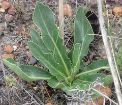 Lichtensteinia trifida