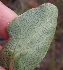 Lichtensteinia trifida