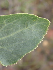 Lichtensteinia trifida