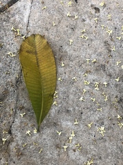 Alstonia scholaris