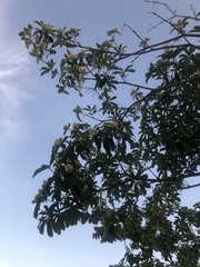 Alstonia scholaris