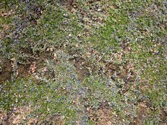 Selaginella cinerascens