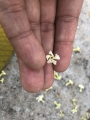Alstonia scholaris