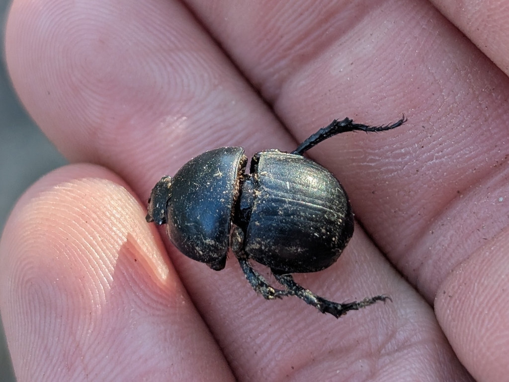 Baraudia geminata