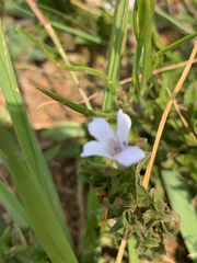 Dyschoriste costata