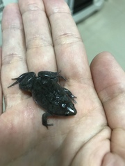 Elachistocleis cesarii