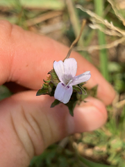 Dyschoriste costata