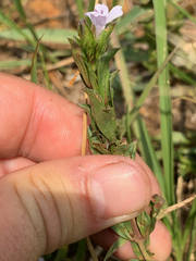 Dyschoriste costata