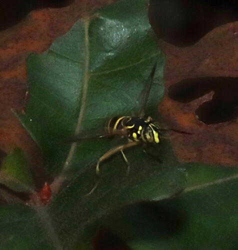 Unknown species found near Jonesboro, Craighead Forest Park, Craighead Co., AR, USA