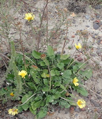 Haplocarpha lyrata