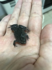 Elachistocleis cesarii