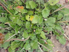 Haplocarpha lyrata