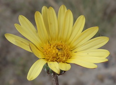 Haplocarpha lyrata