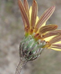 Haplocarpha lyrata