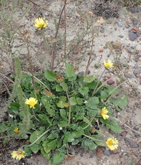 Haplocarpha lyrata