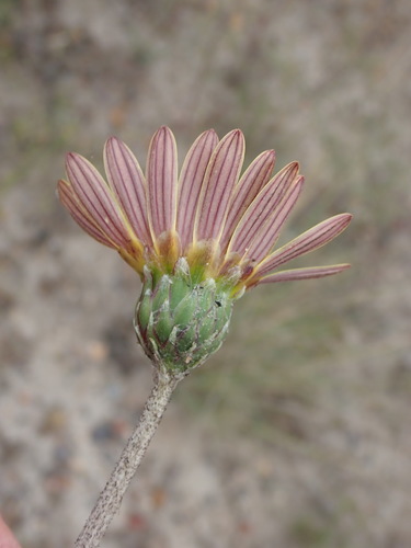Image of Haplocarpha lyrata by (c) Nicola van Berkel, some rights reserved (CC BY-SA)
