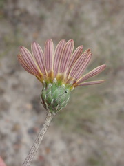 Haplocarpha lyrata