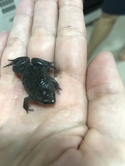 Elachistocleis cesarii