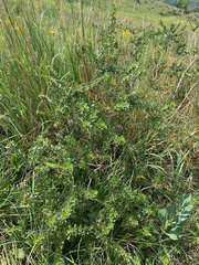 Psoralea polysticta