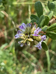 Psoralea polysticta