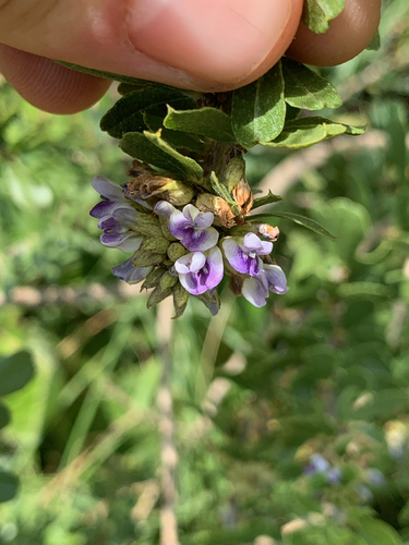 Image of Psoralea polysticta by (c) Matthew Fainman, some rights reserved (CC BY)