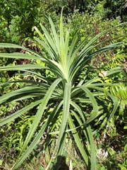 Pandanaceae