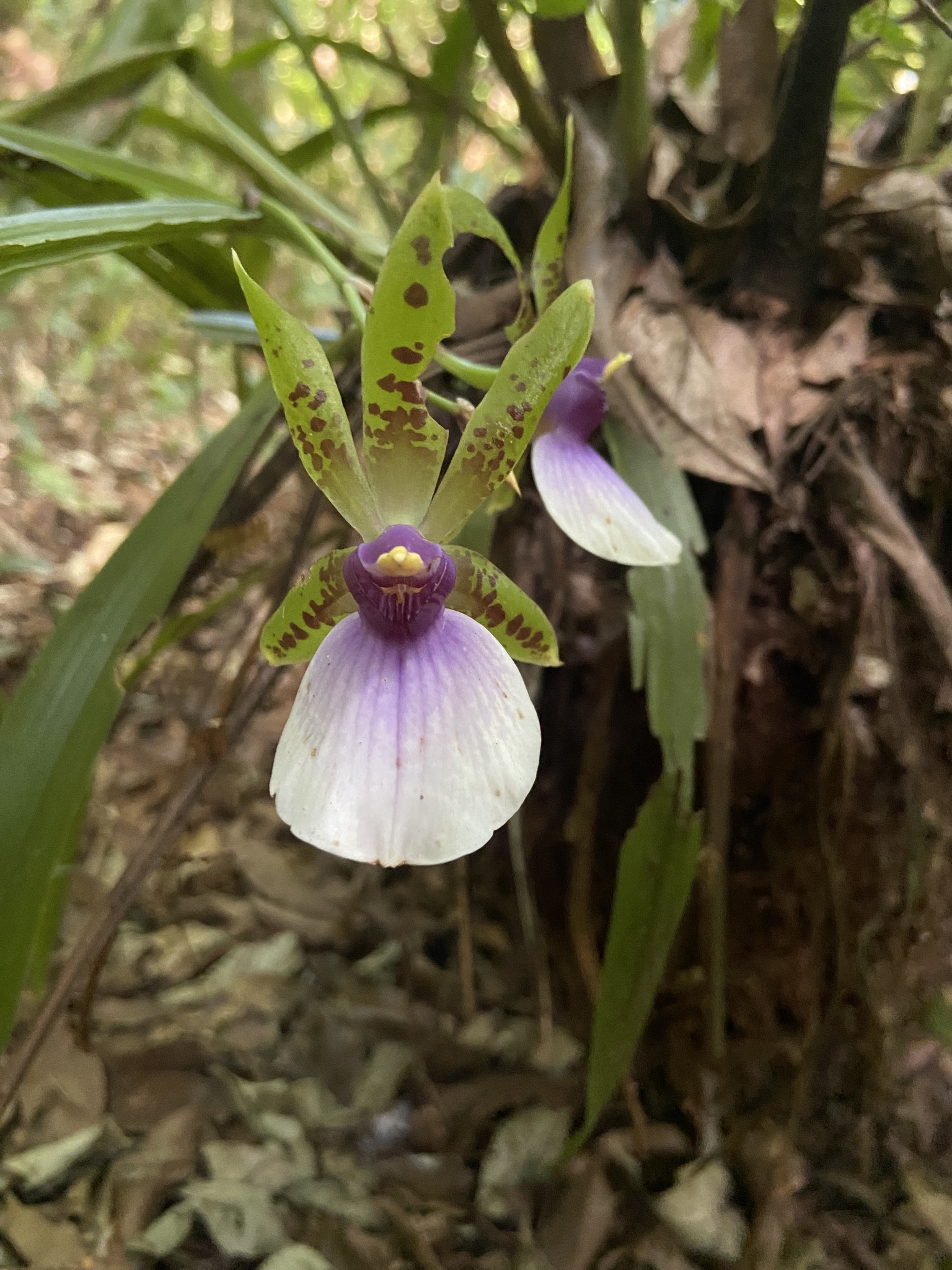 Zygopetalum maxillare