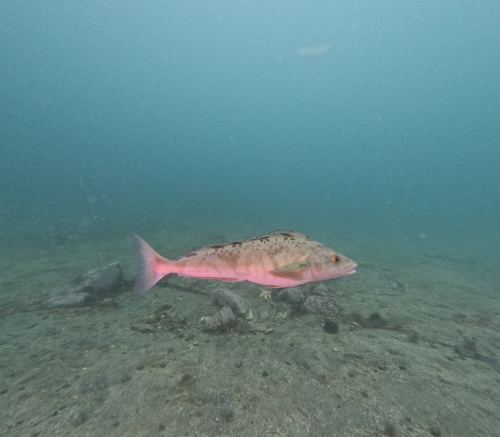 Arabesk-groenling (Pleurogrammus azonus) — Hexagrammidae