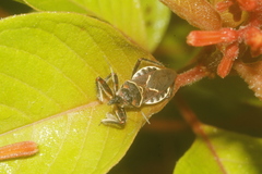 Apiomerus spissipes