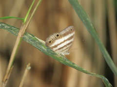 Pareuptychia hesionides