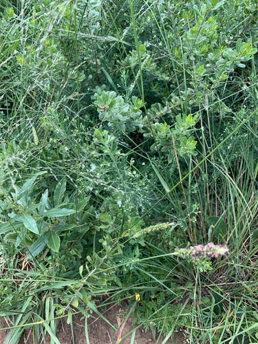 Image of Teucrium trifidum by (c) Matthew Fainman, some rights reserved (CC BY)