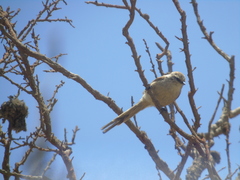 Leptasthenura aegithaloides