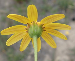 Osteospermum polygaloides
