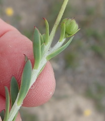 Osteospermum polygaloides
