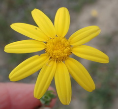 Osteospermum polygaloides