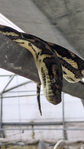 Coastal Carpet Python sighting