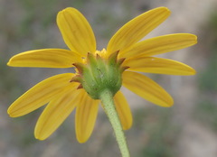 Osteospermum polygaloides