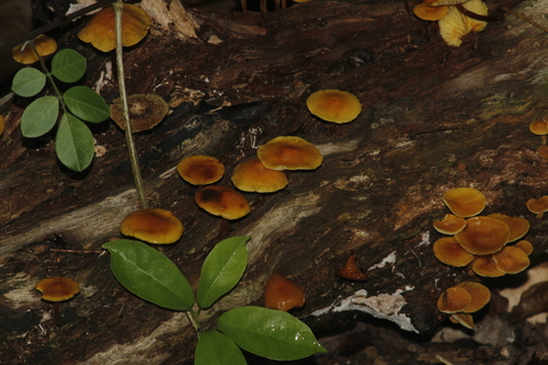 Orange Faint Foot Mushroom