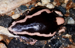 Phrynomantis bifasciatus