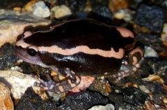 Phrynomantis bifasciatus