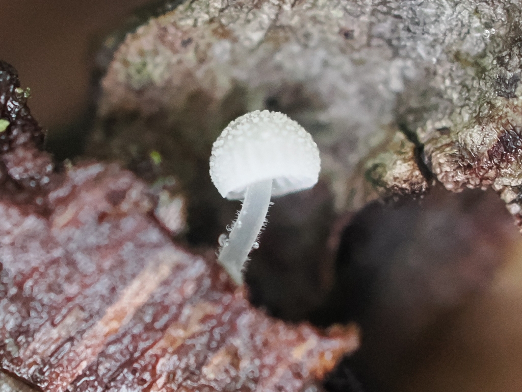 Mycena tenerrima · November 2025 · photo: © mycomiasma (iNaturalist, cc-by)