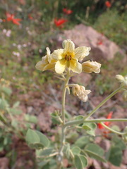 Senna confinis
